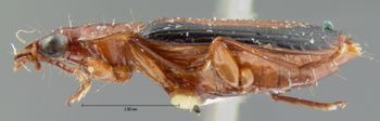 Media type: image;   Entomology 8186 Aspect: habitus lateral view